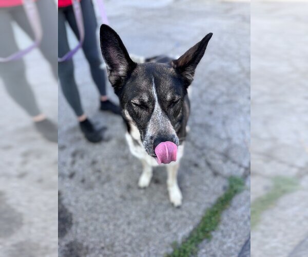 Medium Photo #12 Mutt Puppy For Sale in Lake Forest, CA, USA