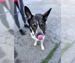 Small #11 Mutt