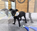 Small #5 Chihuahua Mix