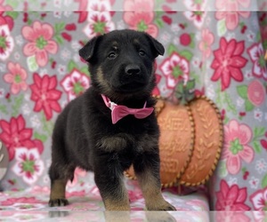 German Shepherd Dog Puppy for sale in LANCASTER, PA, USA