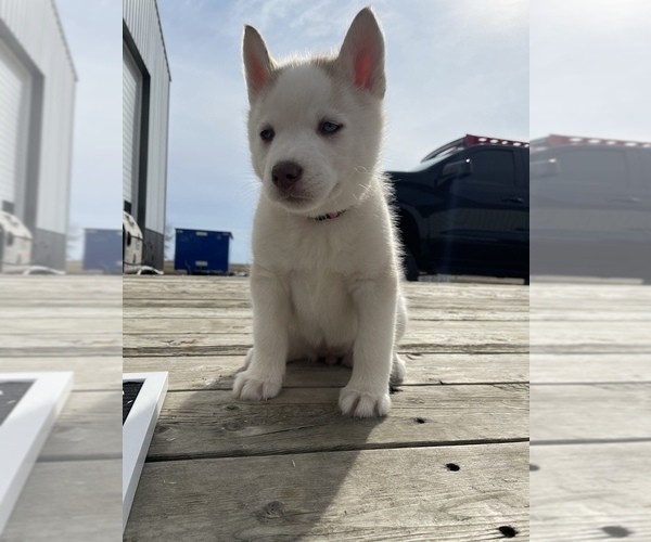 Medium Photo #3 Siberian Husky Puppy For Sale in OKAWVILLE, IL, USA