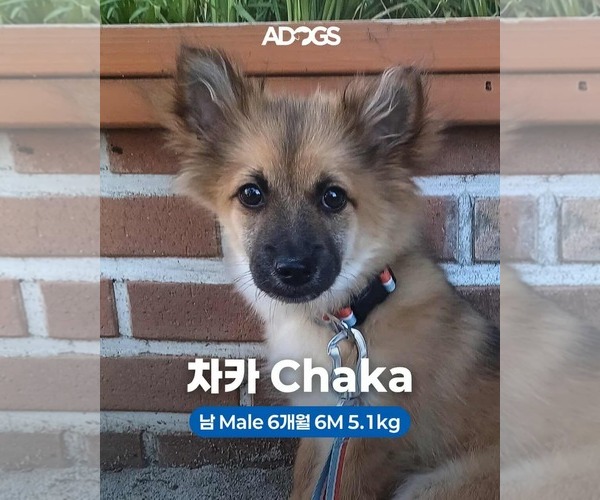 Medium Photo #2 Pomeranian-Spaniel Mix Puppy For Sale in Agoura Hills, CA, USA