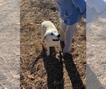 Small Photo #4 Great Pyrenees-Unknown Mix Puppy For Sale in Okolona, MS, USA