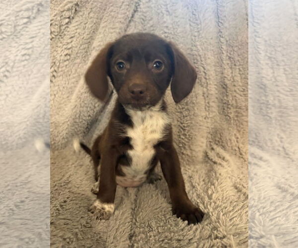 Medium Photo #1 Mutt Puppy For Sale in Germantown, OH, USA