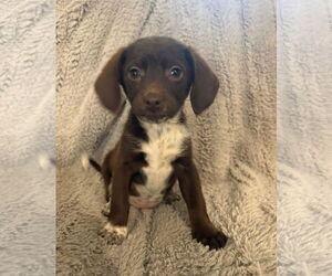 Mutt Dogs for adoption in Germantown, OH, USA