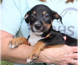 Bronco 44224 - Male Retriever -Unknown Mix Dog for Adoption - Photo #3