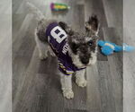 Small #1 Miniature Schnauzer-Poodle (Miniature) Mix