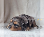 Small #2 Miniature Australian Shepherd