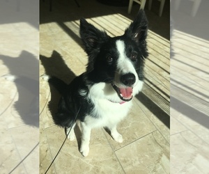 Border Collie Puppy for sale in NEW PORT RICHEY, FL, USA