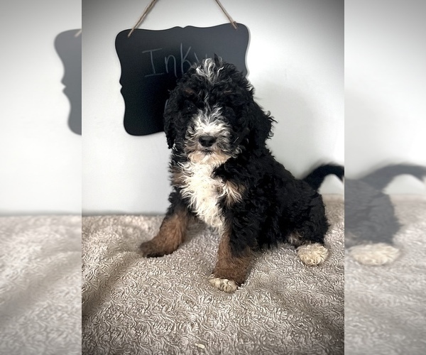 Medium Photo #6 Miniature Bernedoodle Puppy For Sale in NORTH VERNON, IN, USA