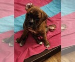 Small Photo #21 Boxer Puppy For Sale in EAST LONGMEADOW, MA, USA