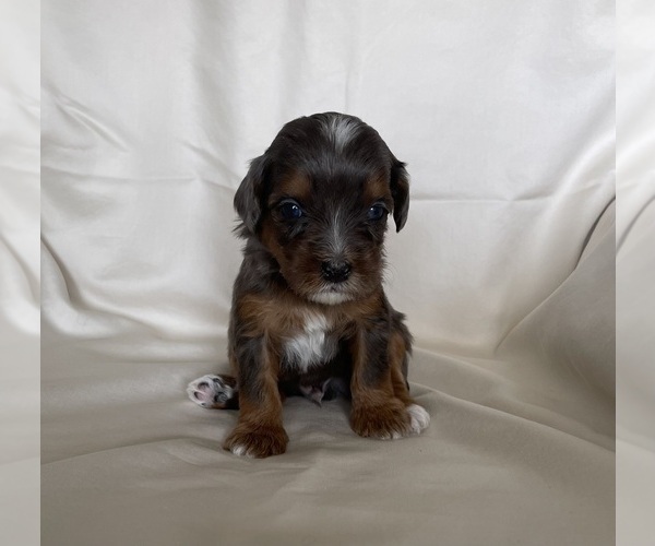 Medium Photo #13 Miniature Bernedoodle Puppy For Sale in BLOOMINGTON, IL, USA