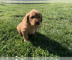 Small #8 Golden Retriever
