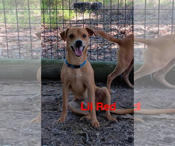 Medium Photo #1 - Mix Puppy For Sale in Farmerville, LA, USA