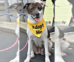 Mutt Dogs for adoption in Spring Lake, NJ, USA