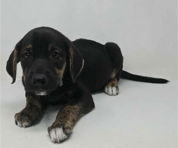 Medium Photo #1 Labrador Retriever-Plott Hound Mix Puppy For Sale in Brewster, NY, USA