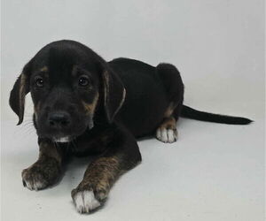 Medium Labrador Retriever-Plott Hound Mix