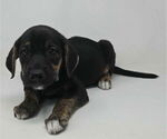 Small Labrador Retriever-Plott Hound Mix