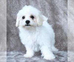 Bichon Frise Puppy for sale in SUGARCREEK, OH, USA
