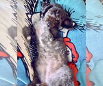 Small #2 Poodle (Miniature) Mix
