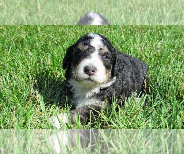 Medium Photo #5 Bernedoodle Puppy For Sale in BIG ROCK, IL, USA