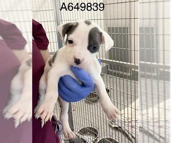 Medium Photo #3 Mutt Puppy For Sale in Houston, TX, USA