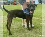 Small #11 Labrador Retriever Mix
