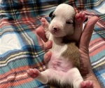 Small Photo #2 Chi-Chi Puppy For Sale in SOUTHERN PINES, NC, USA