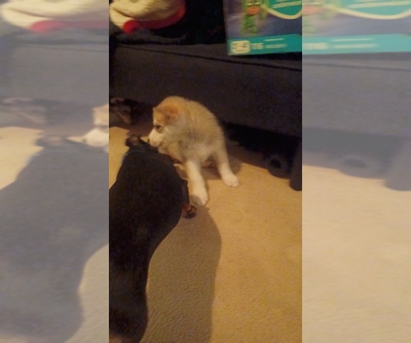 Medium Photo #13 Gerberian Shepsky Puppy For Sale in EDMORE, MI, USA