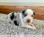 Small #6 Australian Shepherd