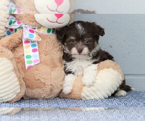 Havanese Puppy for sale in FREDERICKSBG, OH, USA