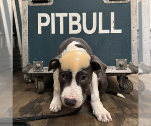 Mr. Worldwide - Male Mutt Dog for Adoption - Photo #3