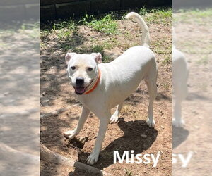 Missy - Female Boxer-Unknown Mix Dog for Adoption - Photo #3