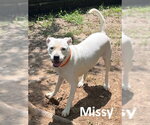 Small #2 Boxer Mix