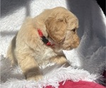 Small Photo #3 Goldendoodle Puppy For Sale in SAN FERNANDO, CA, USA