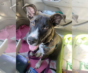 Cheerio - Female American Staffordshire Terrier-Boxer Mix Dog for Adoption - Photo #4