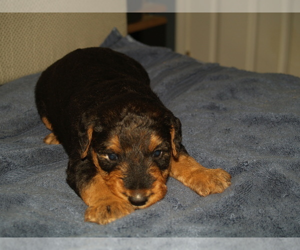 Medium Photo #2 Airedale Terrier Puppy For Sale in CHARLESTOWN, IN, USA