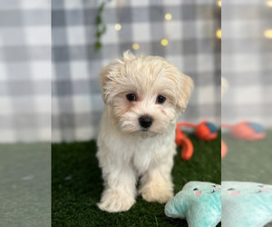 Maltese Puppy for sale in MARIETTA, GA, USA