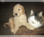 Small Photo #22 Goldendoodle Puppy For Sale in LINCOLN, AL, USA