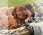 Small #14 Irish Setter