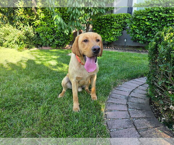 Medium Photo #2 Labrador Retriever Puppy For Sale in Clovis, CA, USA