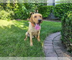 Small #1 Labrador Retriever