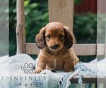 Small Dachshund