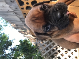 Boxer Puppy for sale in GLENDALE, CA, USA