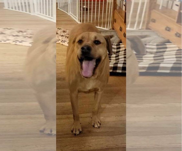 Medium Photo #2 Mastiff Puppy For Sale in Poplar Bluff, MO, USA