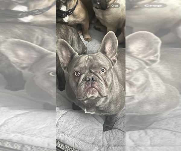 Medium Photo #1 French Bulldog Puppy For Sale in PHOENIX, AZ, USA