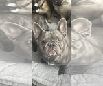 Small Photo #1 French Bulldog Puppy For Sale in PHOENIX, AZ, USA