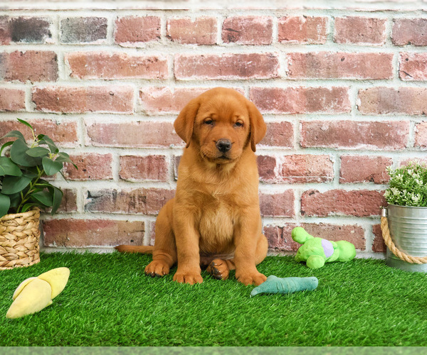 Medium Photo #5 Labrador Retriever Puppy For Sale in SYRACUSE, IN, USA