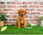 Small #4 Labrador Retriever
