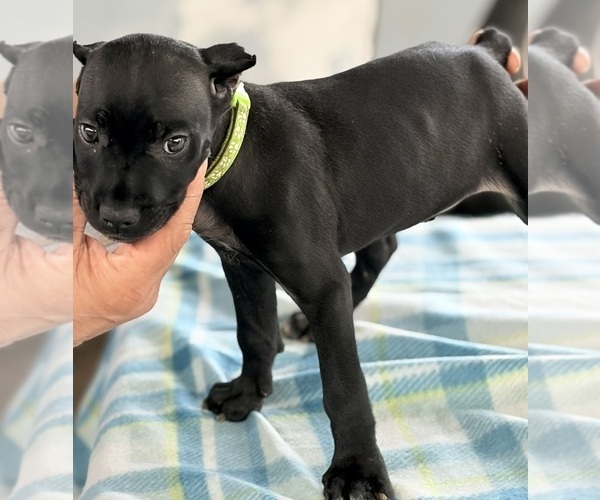 Medium Photo #25 Cane Corso Puppy For Sale in ANDERSON, IN, USA